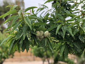 The Olive Trees of Puglia