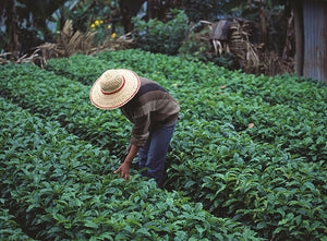 Sustainability Series: Coffee Farmers